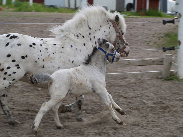 1 leiri ja varsoja 019