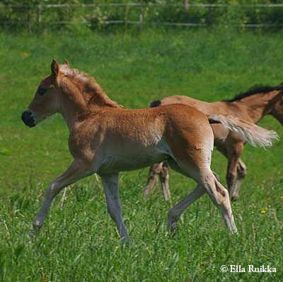 0807 EinolanMyrakka