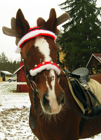 joulu08_Halle-poro.jpg